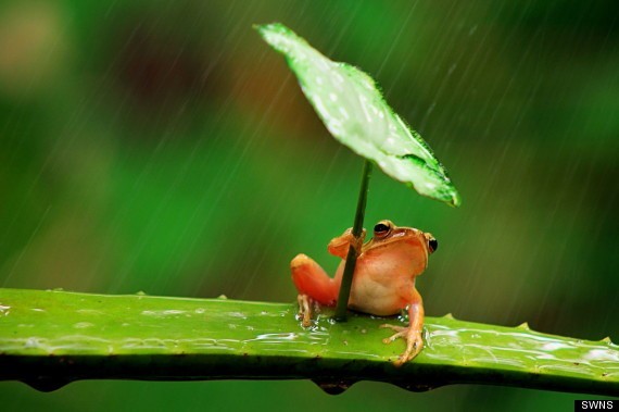lluvia lluvia