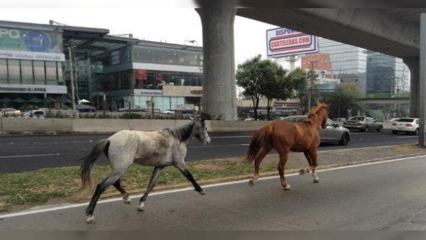 Como en la pradera: caballos caminan sueltos en Periférico Sur