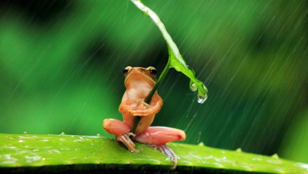 ranita cubriéndose de la lluvia(Fotos) ranita cubriéndose de la lluvia(Fotos)
