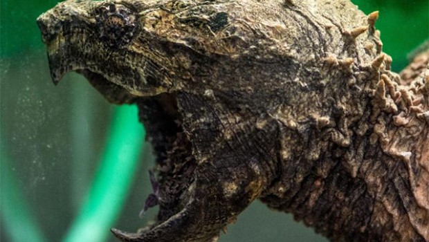 Extraña tortuga-lagarto ataca a bañista y causa terror en lago de Alemania