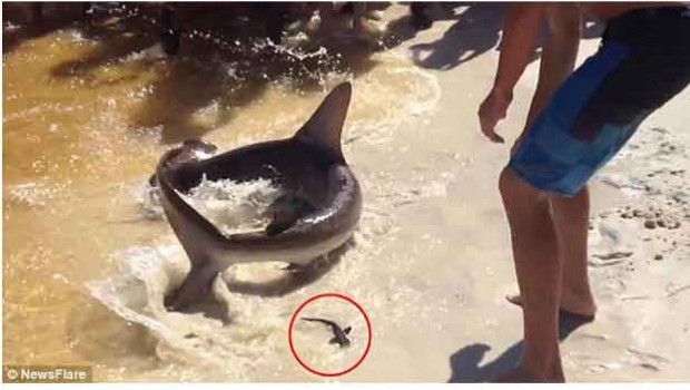 Sorprende a bañistas parto de un tiburón-martillo en playas de Florida