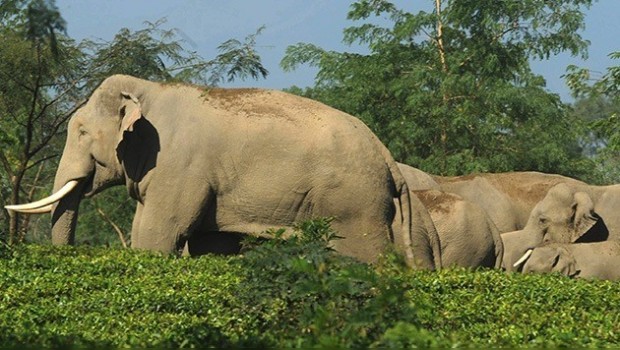 Elefante muere arrollado por un tren; su manada regresa a cobrar venganza