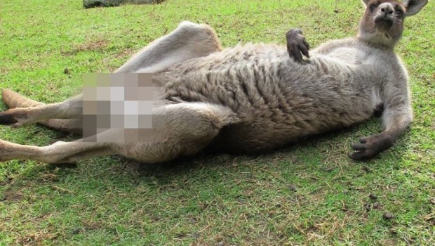 FOTO: Censuran a canguro en Facebook por