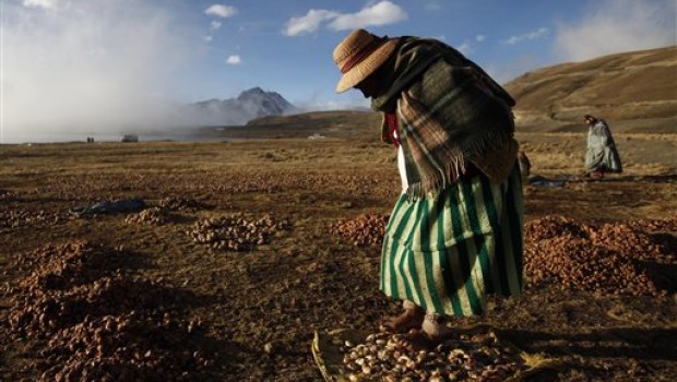 Chuño, el alimento que dura todo el año