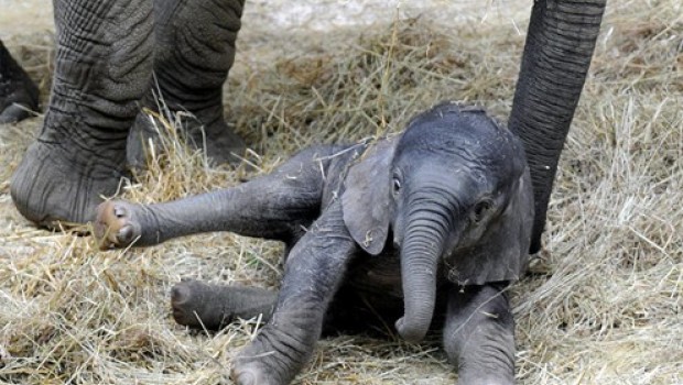 Nace en zoológico de Austria elefante a través de inseminación artificial con esperma congelado