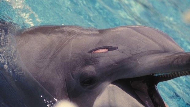 Nadar con delfines contribuye a su extinción, sépanlo