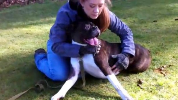 VIDEO: Resucitan a perro aparentemente muerto