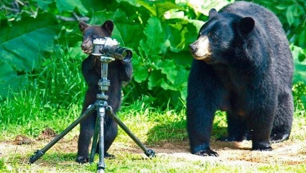 Las más bellas fotos de una familia de osos ¡en el jardín del fotógrafo!