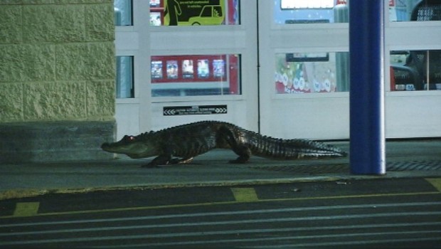 Cocodrilo intenta entrar a Walmart; aterroriza a clientes en Florida