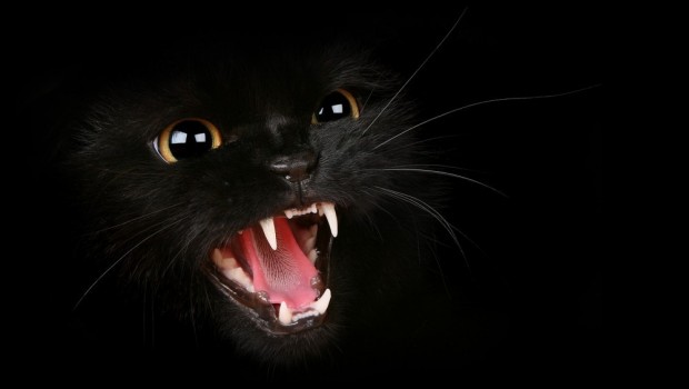 Gatos negros y su