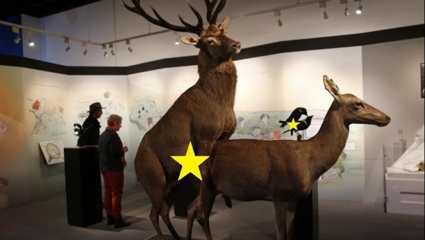¡Ya no hay moral! Museo alemán exhibe animales copulando