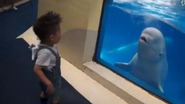 VIDEO: Ballena beluga humilla a niño chino