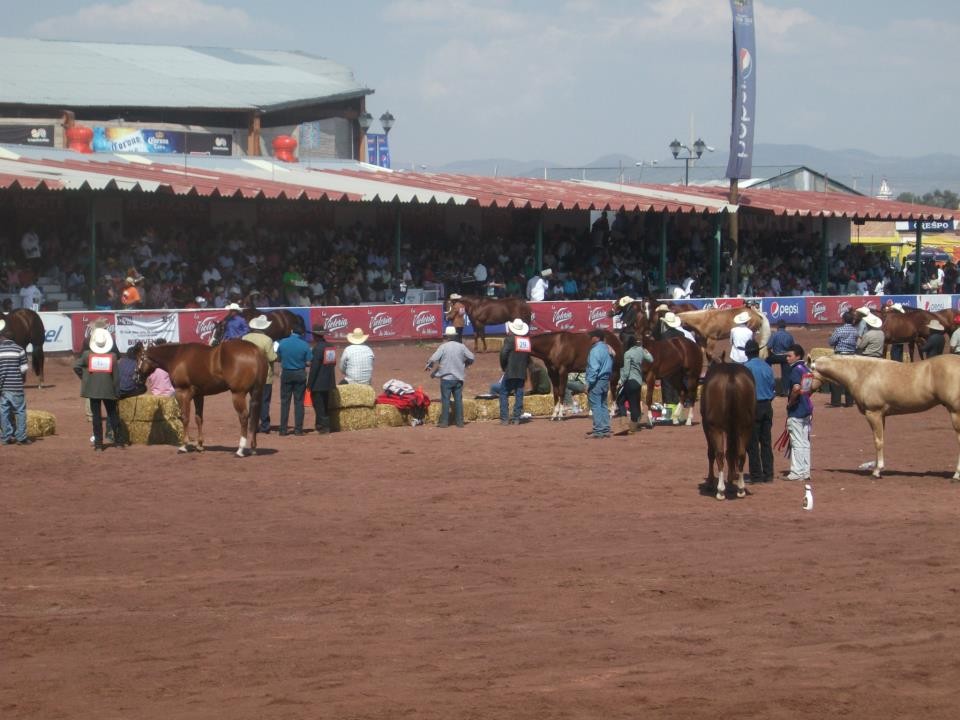 FERIA CABALLO MUNICIPIO TEXCOCO feria caballo municipio texcoco: