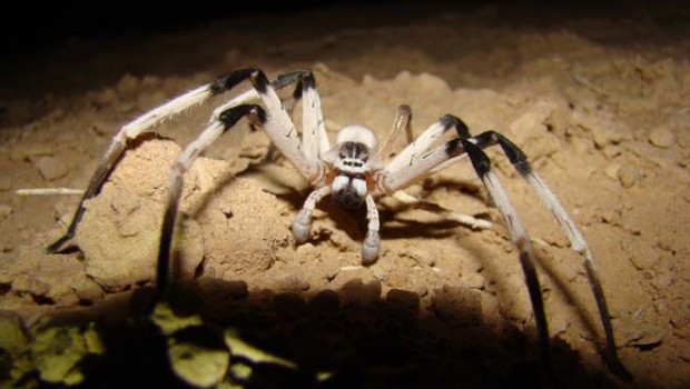 Descubren araña de 13 centímetros en Medio Oriente