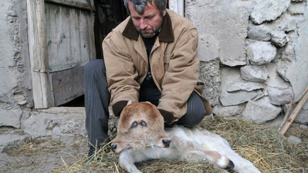 Vaca parió a una ternera de dos cabezas en Marruecos