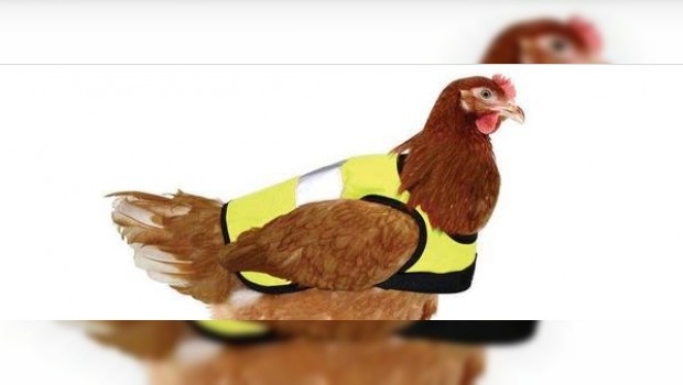 Gallinas con abrigos, el último grito de la moda británica