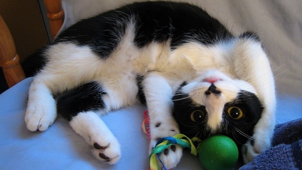 [Imagen: 142724_gato_1_principal.jpg]