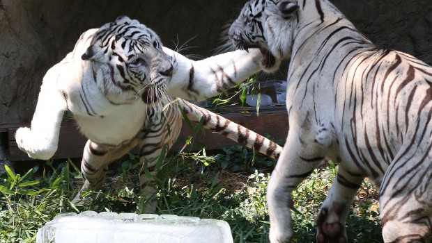 Interpol va contra los cazadores de tigres