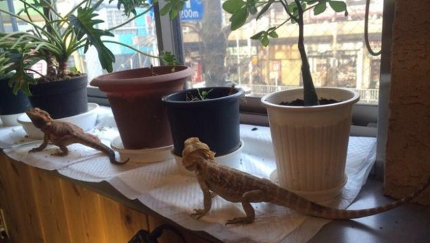 ¿Viajas a Japón? ¡Toma un café rodeado de reptiles!