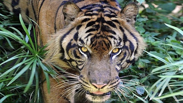 VIDEO: Tigre destroza brazo de niño que lo molestaba